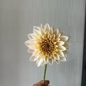 Mini Cafe Au Lait Dahlia Tuber aka Dahlia “Jolene”